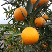 新鲜水果团购批发四川特产甜脐橙味比赣南脐橙产地直销现摘