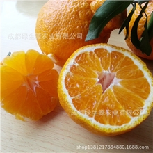 预定价杂柑之王四川水果丑柑（不知火丑八怪）最好吃的柑橘