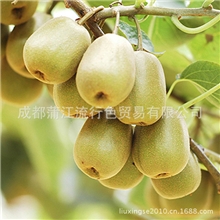 团购批发绿色纯天然四川蒲江红心猕猴桃红阳奇异果基地直销