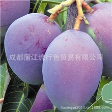 原产地新鲜水果吉禄芒果四川攀枝花特产大果基地直销味甜多汁