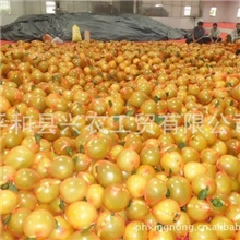 批发供应大量琯溪蜜柚红心柚子平和柚子