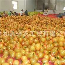 批发供应绿色无公害欧美水蜜柚（图）