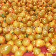 批发供应大量浓甜芳香平和蜜柚（图）