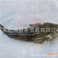 供应过冬笋壳鱼苗