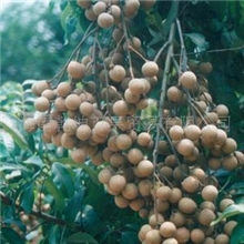 大量供应龙眼