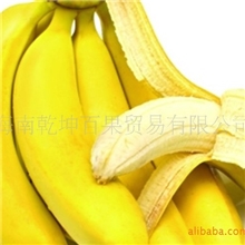 供应优质皇帝蕉好品种香蕉（图）
