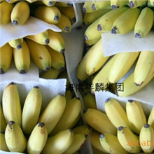 供应海南乾坤香蕉优质香蕉（图）