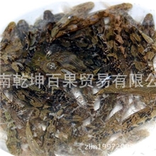 预定海南笋壳鱼小苗