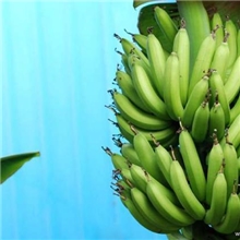 大量供香蕉