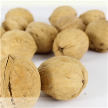 大陆桥新疆阿克苏纸皮核桃万岁子t6特价热卖量大从优一件起批
