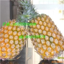 [菠萝]18320295808水果