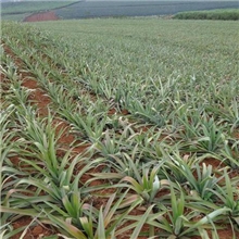 菠萝苗(地菠萝)菠萝苗PineappleSeedlings