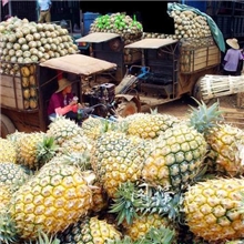 产地菠萝上市18320295808pineapple