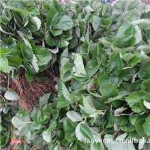 供应草莓苗草莓苗价格丰香草莓苗红颜草莓苗甜宝草莓苗