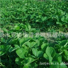 法兰地草莓苗/浙江种植人员繁育法兰地种苗
