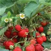 批发草莓苗种苗|全明星草莓苗|甜查理草莓苗|四季草莓苗基地