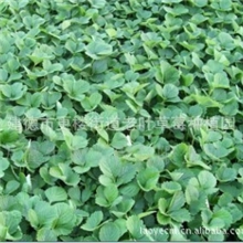 浙江老叶草莓苗/浙江长期培育优质丰香种苗