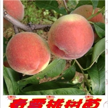 供应春雪桃树桃苗,果树