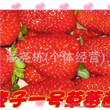 江苏供应草莓苗泰州赛娃草莓苗宿迁沭阳四季草莓苗徐州草莓苗