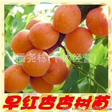 供应早红杏树杏苗,果树,果苗果树嫁接果苗果树果苗果树桃苗