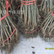 供应坐果早外壳薄的8518核桃苗、优质核桃苗薄皮核桃苗矮化核桃