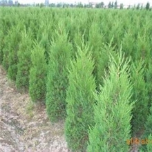 供应山东侧柏苗、龙柏苗