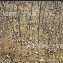 供应红富士苹果苗红富士苹果树苗苹果树苗红富士苗柱状苹果树