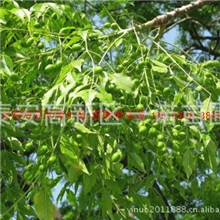 批发果树苗木|李子苗木李子苗价格山东优质李子苗李子苗基地