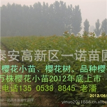 批发果树苗木|北京李子苗天津李子苗吉林李子苗辽阳李子苗基地