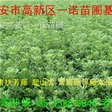 批发山东果树苗山东李子苗基地泰安李子果苗潍坊大棚用李子苗