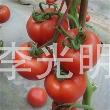 大量供应优质新鲜无公害放心菜西红柿