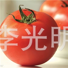 临沂批发供应无公害蔬菜西红柿（图）