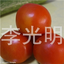 供应优质冬暖式蔬菜大棚西红柿