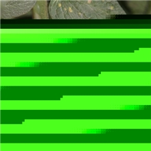 大量供应山东无公害西红柿番茄