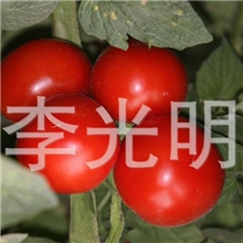 供应各种绿色新鲜无公害蔬菜西红柿