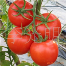 供应优质西红柿