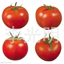 供应新鲜西红柿