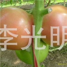 供应优质山东特产新鲜蔬菜西红柿果实大小均匀，耐运输。