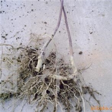 供应苗木、黑莓、红树莓、蓝莓、果品、果树苗木