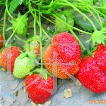 草莓、新鲜草莓果品、苗木
