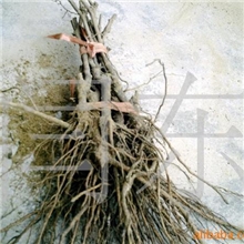 供应巨峰葡萄苗、葡萄苗木、大规格葡萄苗