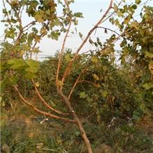 供应多年生大葡萄苗、大葡萄苗木