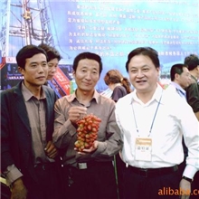 供应美人指葡萄苗、葡萄苗木、葡萄苗