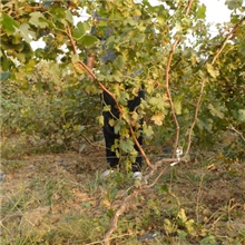 供应葡萄苗木、葡萄苗、大葡萄树