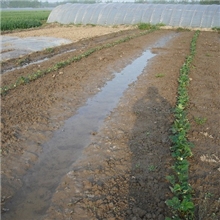 2013法兰地草莓苗火热预定中