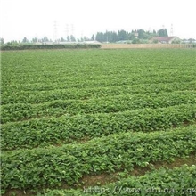 2013草莓苗大批量预定，欢迎来电咨询。