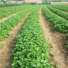 2013红颜草莓苗、章姬草莓苗各10万株，请速订购！