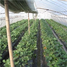 2013供应优质草莓苗，量大从优