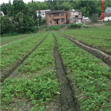 2013草莓苗火热预定中，欢迎订购！