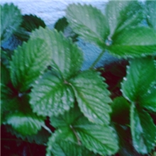 2013【大额批发】草莓苗,火热预定中！